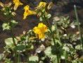 /album/my-local-birding-gallery/touch-me-not-balsam-ossett-jpg/